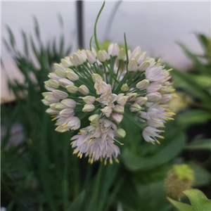 Allium 'Bubble Bath'